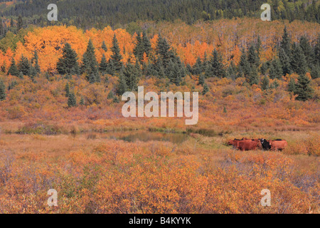 Grazing stock in the Kananaskis country, Alberta Stock Photo