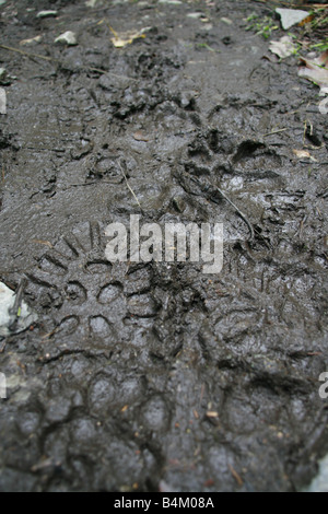 footprints in mud on rural foot path in country Stock Photo