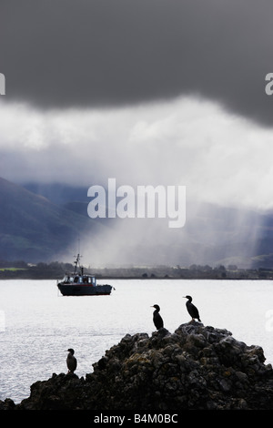 Cormorants sitting on rock looking same direction in front of bay as rain falls on land in the background Kaikoura New Zealand Stock Photo