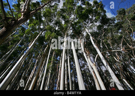 Gum Trees Stock Photo