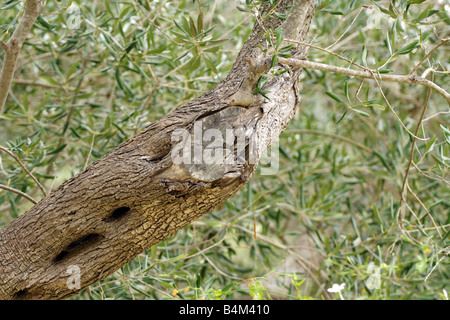 Gnarled up olive tree trunk with twisted branches and olives Stock Photo