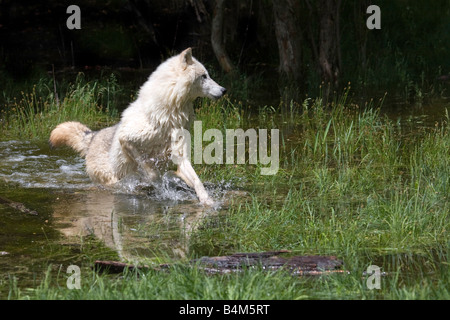 Gray wolf is alerted and stops running through the water Stock Photo