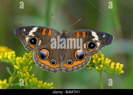 Buckeye Butterfly ( Junonia coenia ) on Goldenrod ( Solidago sps ) E USA Stock Photo