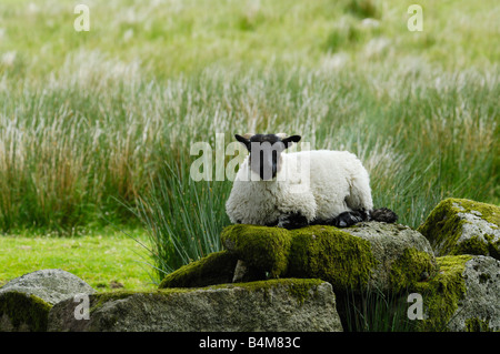 Sheep in Dartmoor National Park, Devon, England. Stock Photo