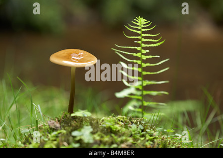 Toadstool found in the New Forest, Hampshire, England, UK. Stock Photo