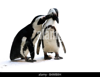 Cute affectionate penguin couple isolated Stock Photo
