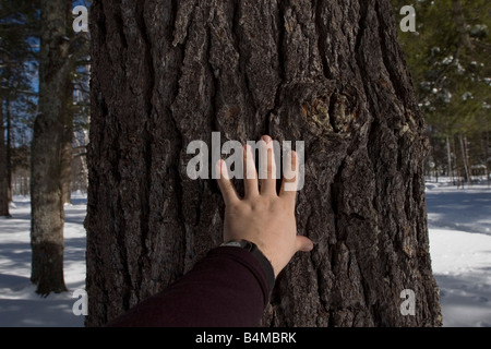 A persons hand illustrates the size of a large pine tree in Michigan s Upper Peninsula Stock Photo