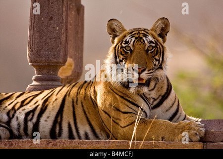 Tiger sitting in a chattri or palace in Ranthambore tiger reserve Stock Photo