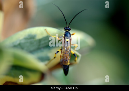 An Ichneumon wasp on a hebe leaf Stock Photo