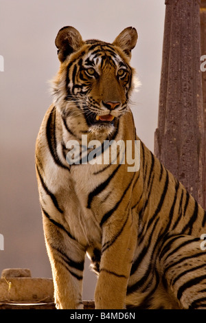 Tiger sitting next to a stone pillar in Ranthambore tiger reserve Stock Photo