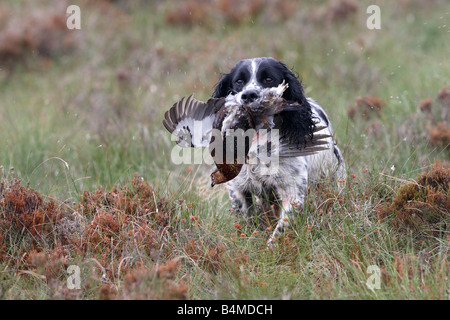 Spaniel retrieving a Red Grouse Stock Photo