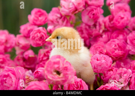 young chick with pink roses Stock Photo