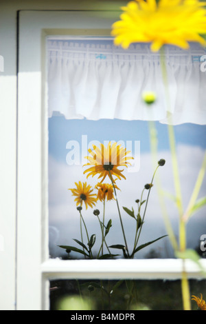 reflection of a yellow flower in the window Stock Photo