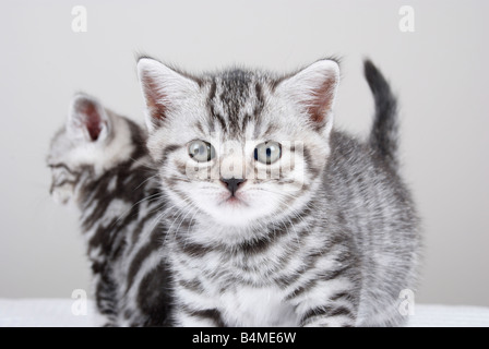 British Shorthair Kitten Stock Photo