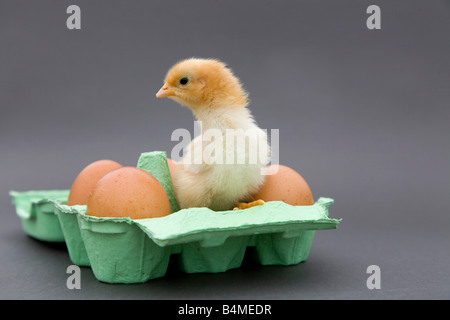 young chick in egg box Stock Photo