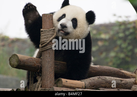 A giant panda (Ailuropoda melanoleuca ) relaxing in the Chengdu Panda Breeding and Research Center China Stock Photo