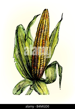 Ear of corn. Hand-colored woodcut Stock Photo