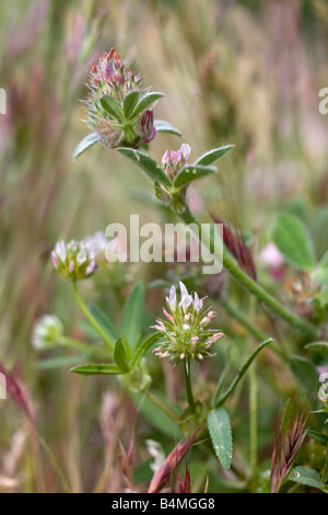knotted clover Trifolium striatum above upright clover Trifolium strictum below Stock Photo
