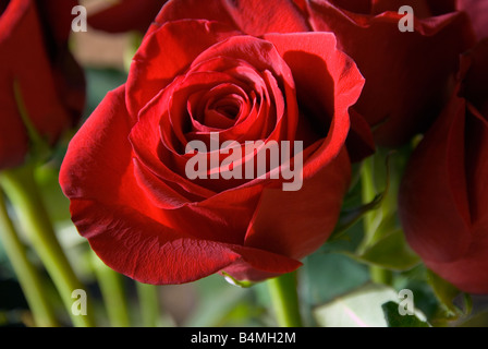 Red Hybrid Rose genus Rosa close up Valentine's Day Stock Photo