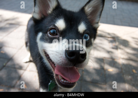 Close up of an Alaskan Klee Kai puppy taken at the Fishkill dog run in Manhattan. Stock Photo