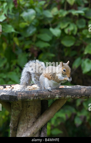 Grey Squirrel sciurus carolinensis eating food on bird table Stock Photo