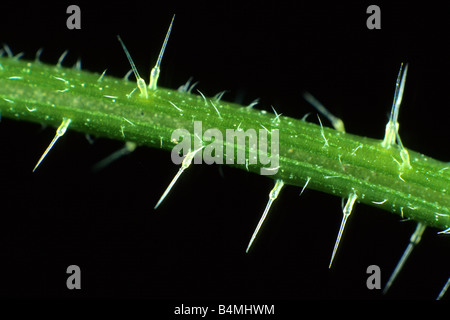 Stinging Nettle (Urtica dioica), close up of stinging hairs Stock Photo