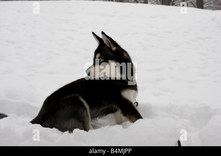 Alaskan Klee Kai puppy in the snow Stock Photo