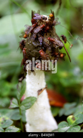 Stinkhorn Fungus Phallus impudicus Phallaceae Covered in Pollinating Flies Stock Photo