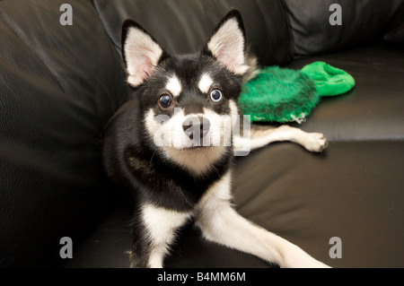 Alaskan Klee Kai laying on a black leather couch Stock Photo