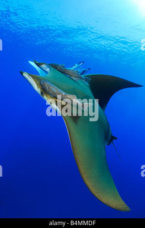 Devil ray, Devil fish, Manta ray, Mobula tarapacana with shark sucker, Azores Stock Photo