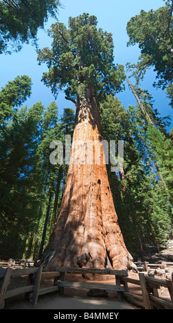 Very large and old Sequoia Tree named 'General Sherman'. Stock Photo