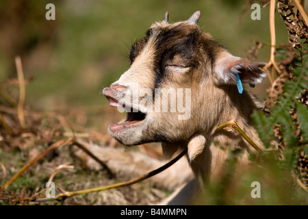 pygmy goat calling Stock Photo