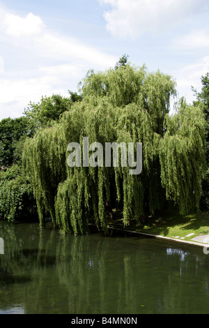 Weeping Willow, Salix babylonica, Salicaceae by the Side of the River Camb Cambridgeshire UK Stock Photo