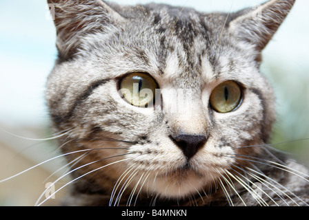 Cat in front of a window. Stock Photo