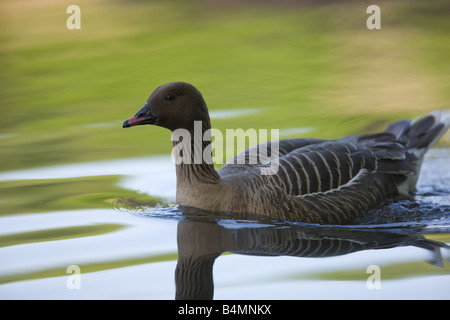 Pink-footed Goose - Anser brachyrhynchus Stock Photo