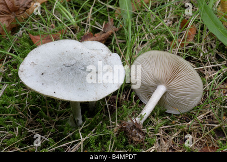 Aniseed Funnel - Clitocybe odora Stock Photo