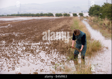 Farmer inspecting damage in flooded wheat field Wooler Northumberland Stock Photo