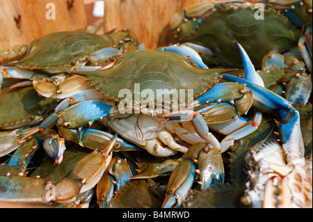 Chesapeake Bay blue crabs Callinectis sapidus a Maryland delicacy when steamed cooked Stock Photo