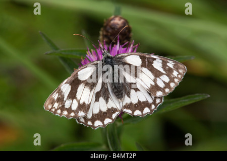 marbled white butterfly Melanargia galathea Stock Photo