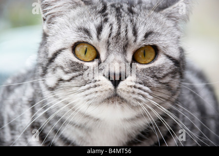 grumpy looking cat Stock Photo