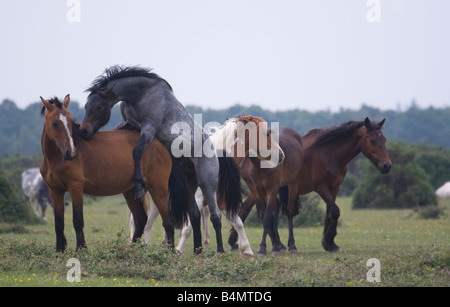 Herd of New Forest Ponies getting frisky Stock Photo