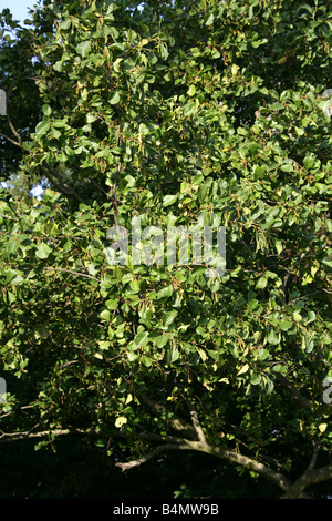 Black Alder, European Alder or Common Alder Tree, Alnus glutinosa, Betulaceae Stock Photo