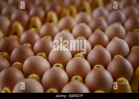 chickenare kept for egg production The chicken are not kept in gages but can walk freely Maximum 9 chicken per square meter are allowed Stock Photo