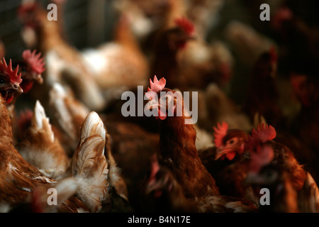 chickenare kept for egg production The chicken are not kept in gages but can walk freely Maximum 9 chicken per square meter are allowed Stock Photo