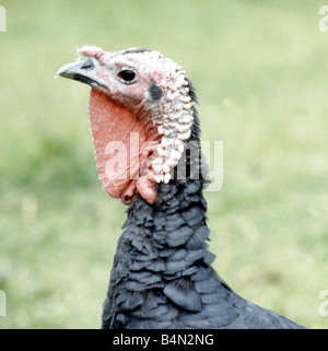 A Norfolk black turkey on a farm September 1979 Stock Photo