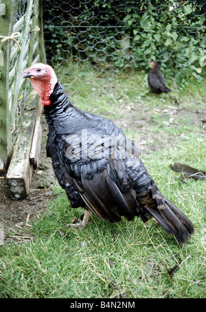 A Norfolk black turkey on a farm September 1979 Stock Photo