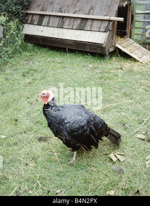 A Norfolk black turkey on a farm September 1979 Stock Photo