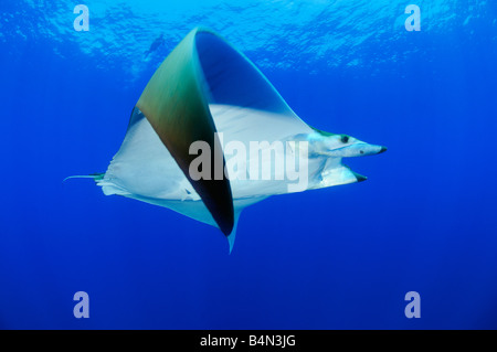 Devil ray Devil fish Manta, Mobula tarapacana Stock Photo