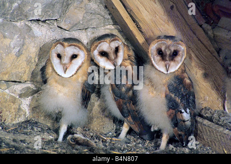 Barn Owl (Tyto alba), three young in nest under a roof Stock Photo