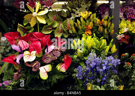 Flower stall in La Rambla, Barcelona, Catalonia, Spain Stock Photo